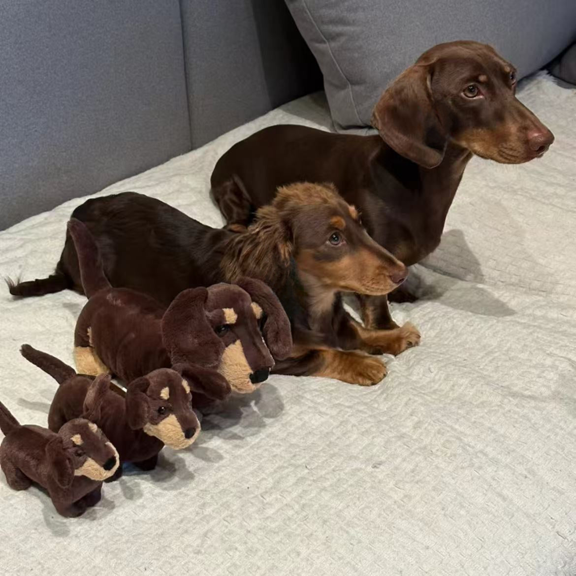 sausage dog set in small/medium/large, softest dachshund plush